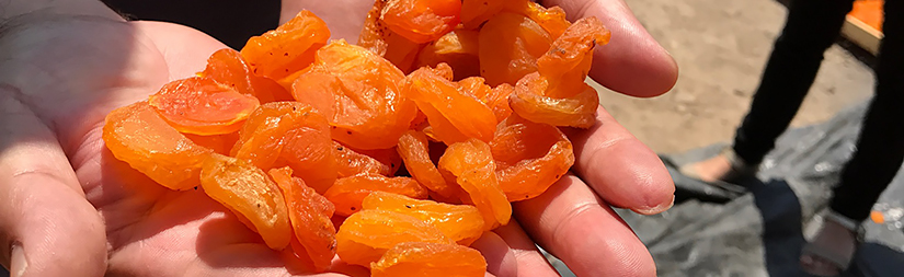 close-up on hands holding dried apricots