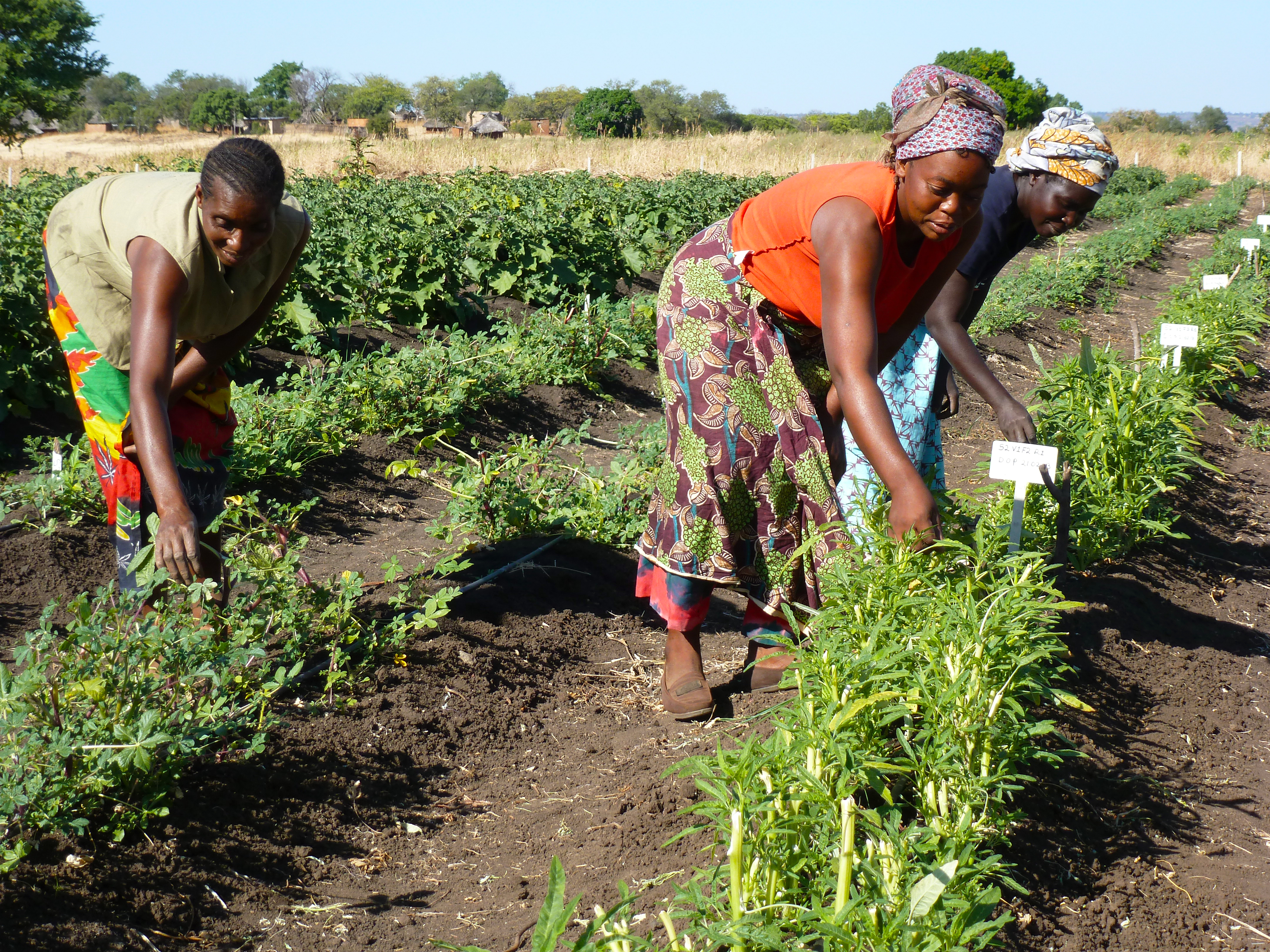 Women harvesting leafy vegetables in a farm field.