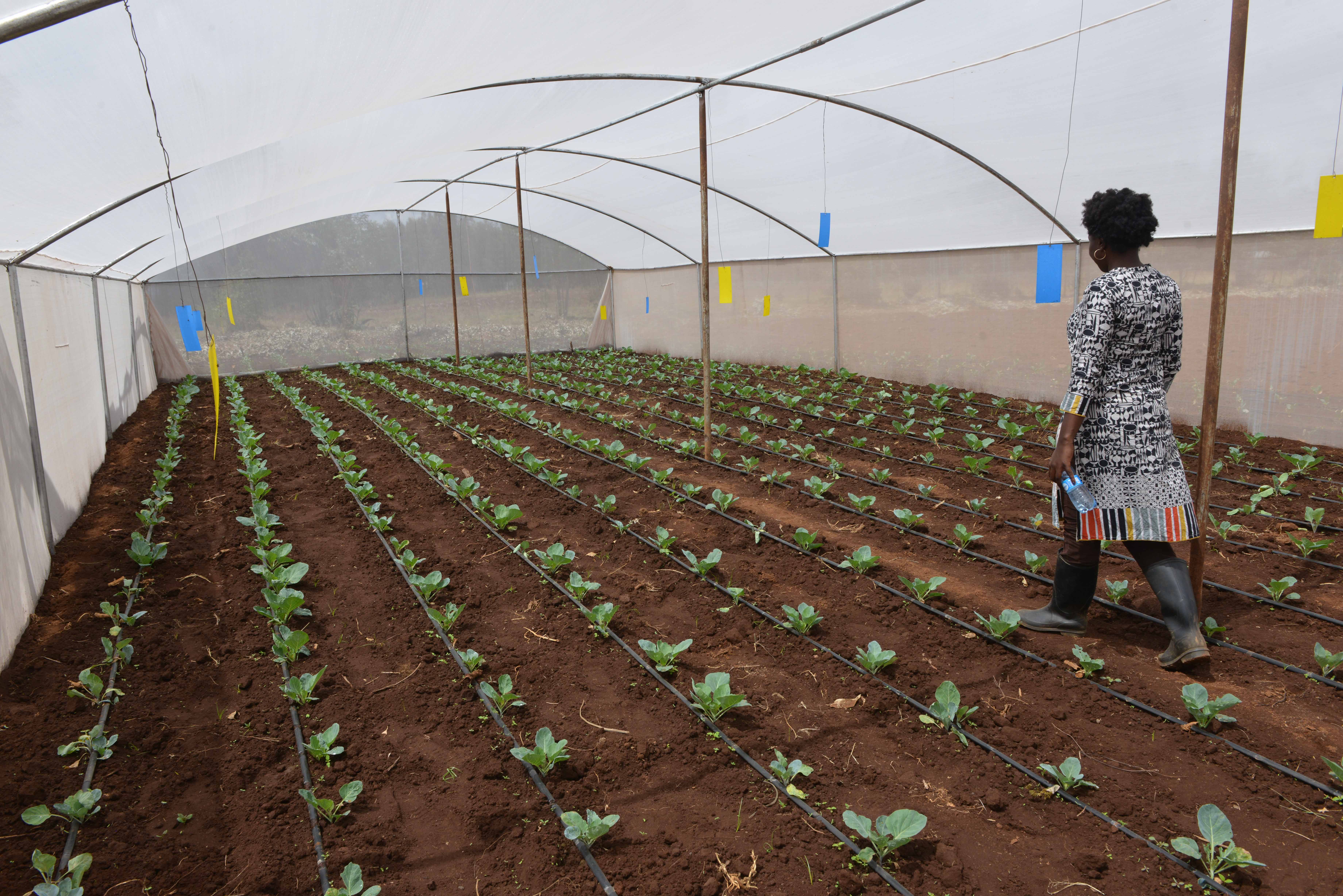 Woman walking through net house amid neat rows of vegetable plants.