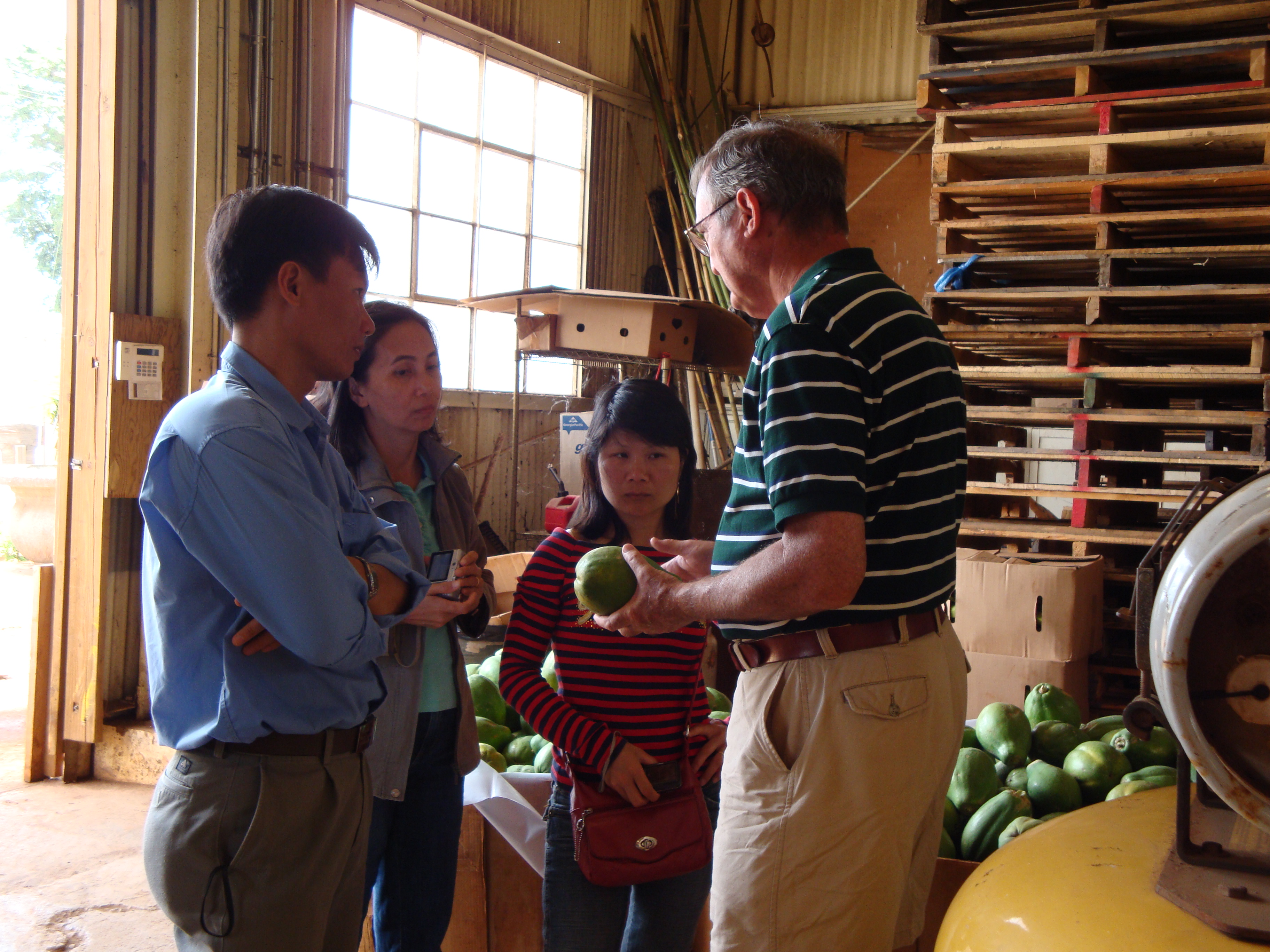 Researchers in packing shed discuss postharvest practices of papaya.