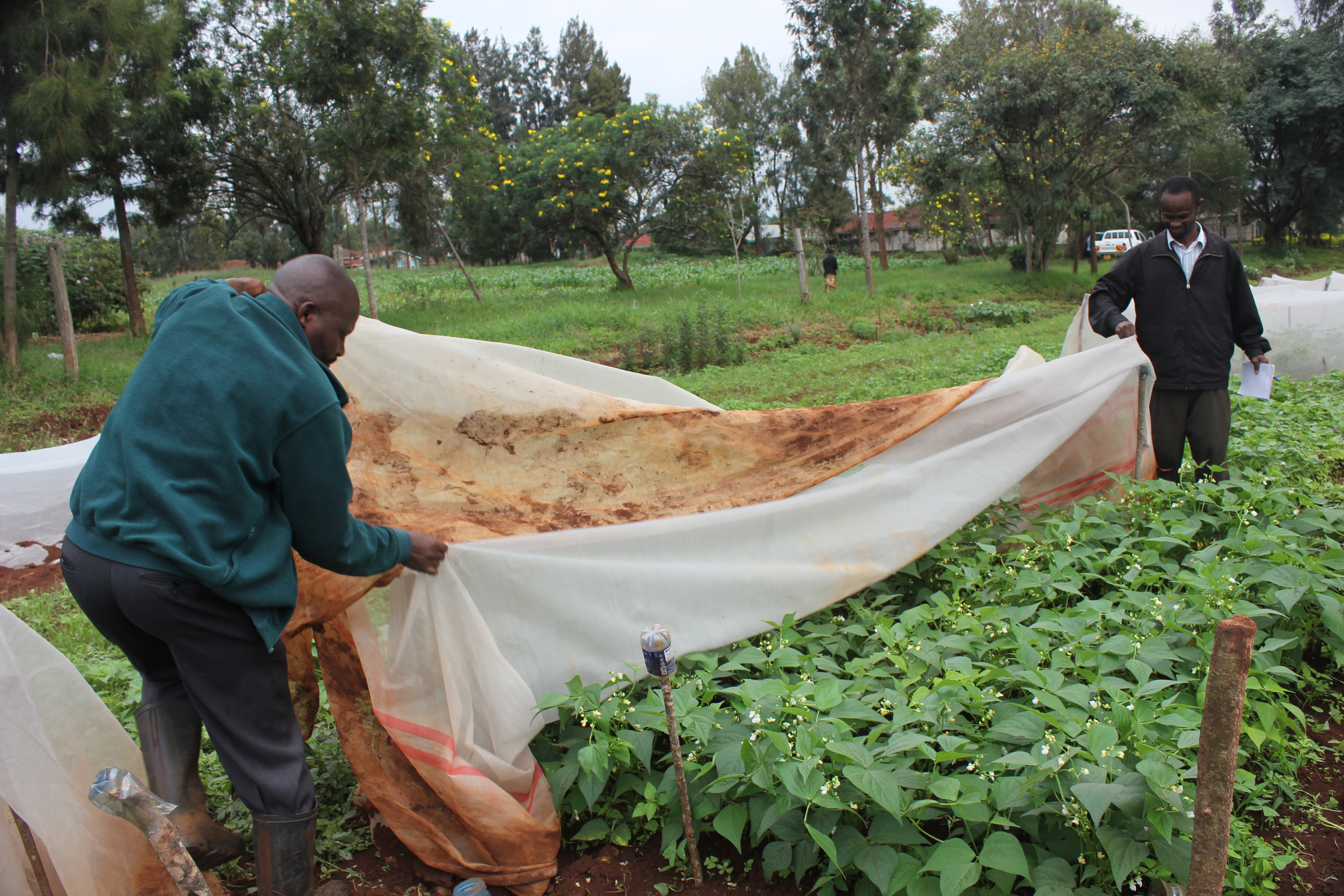 Agricultural researchers pull back nets from row of vegetable plants in Kenya.