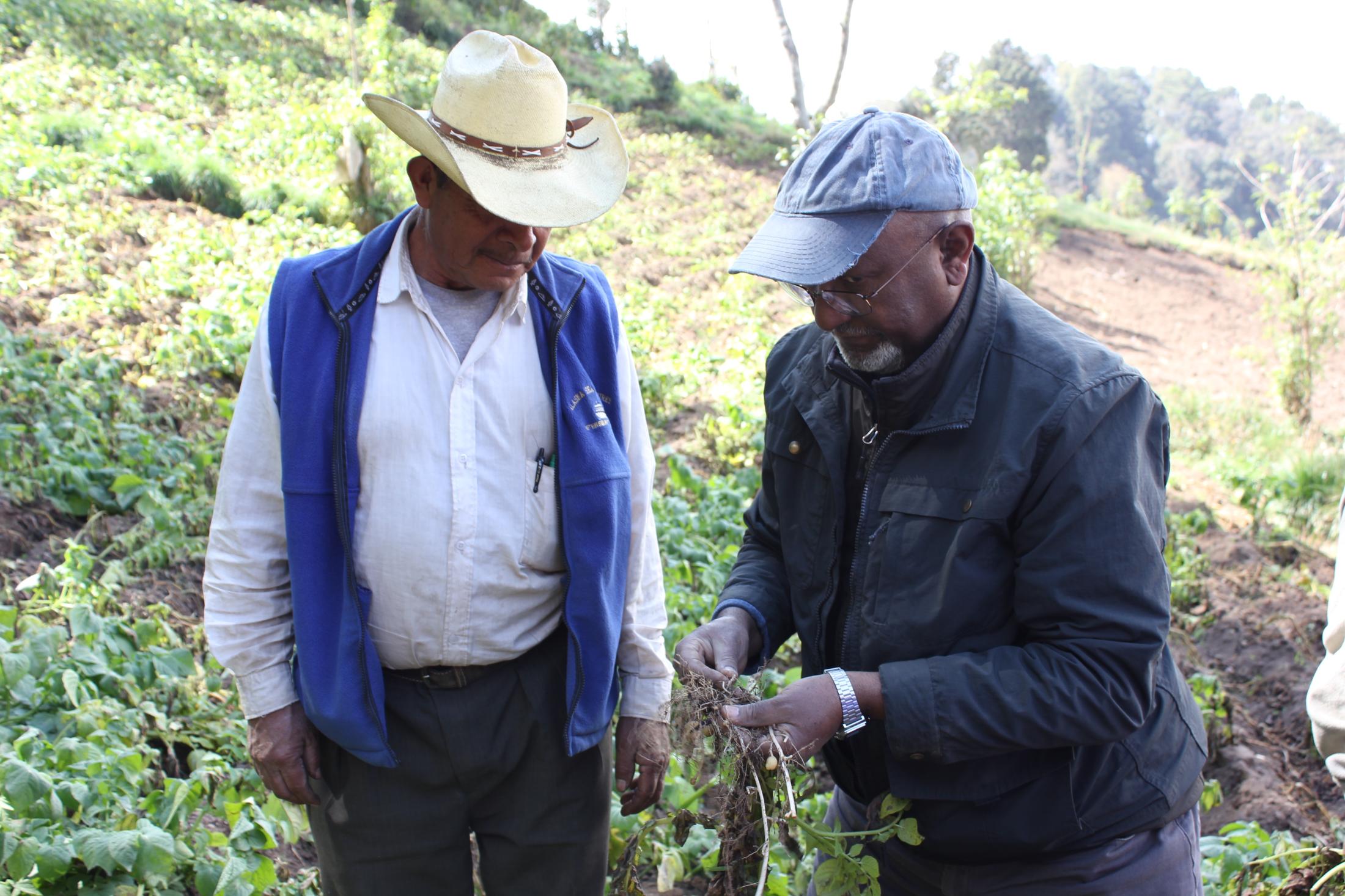 Farmer and scientist examine potato root and soil, outside