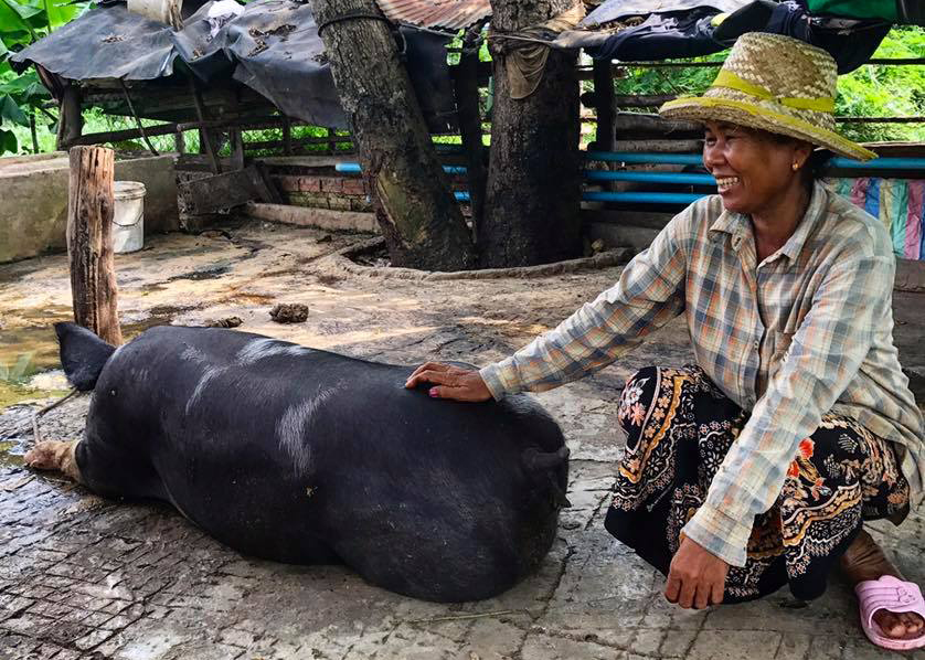 Woman pets pig in the shade
