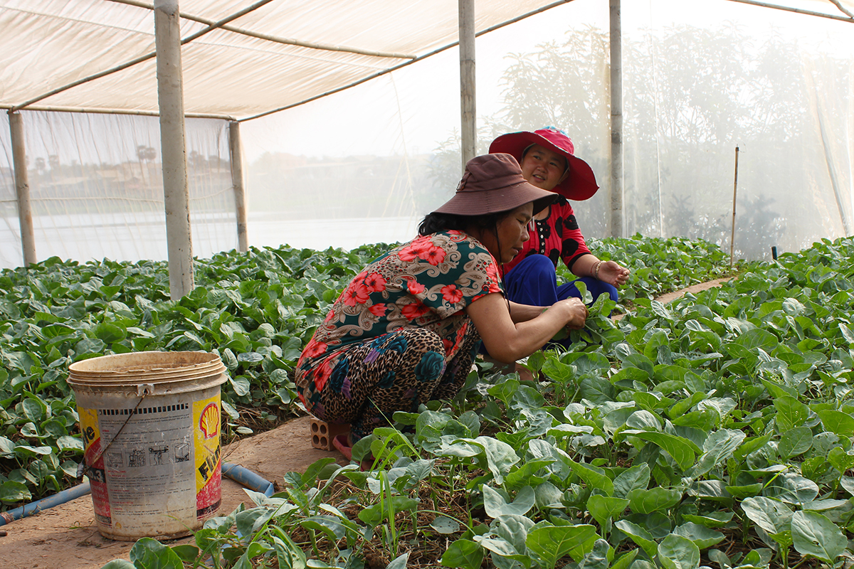 women farmers harvesting leafy green vegetables inside nethouse