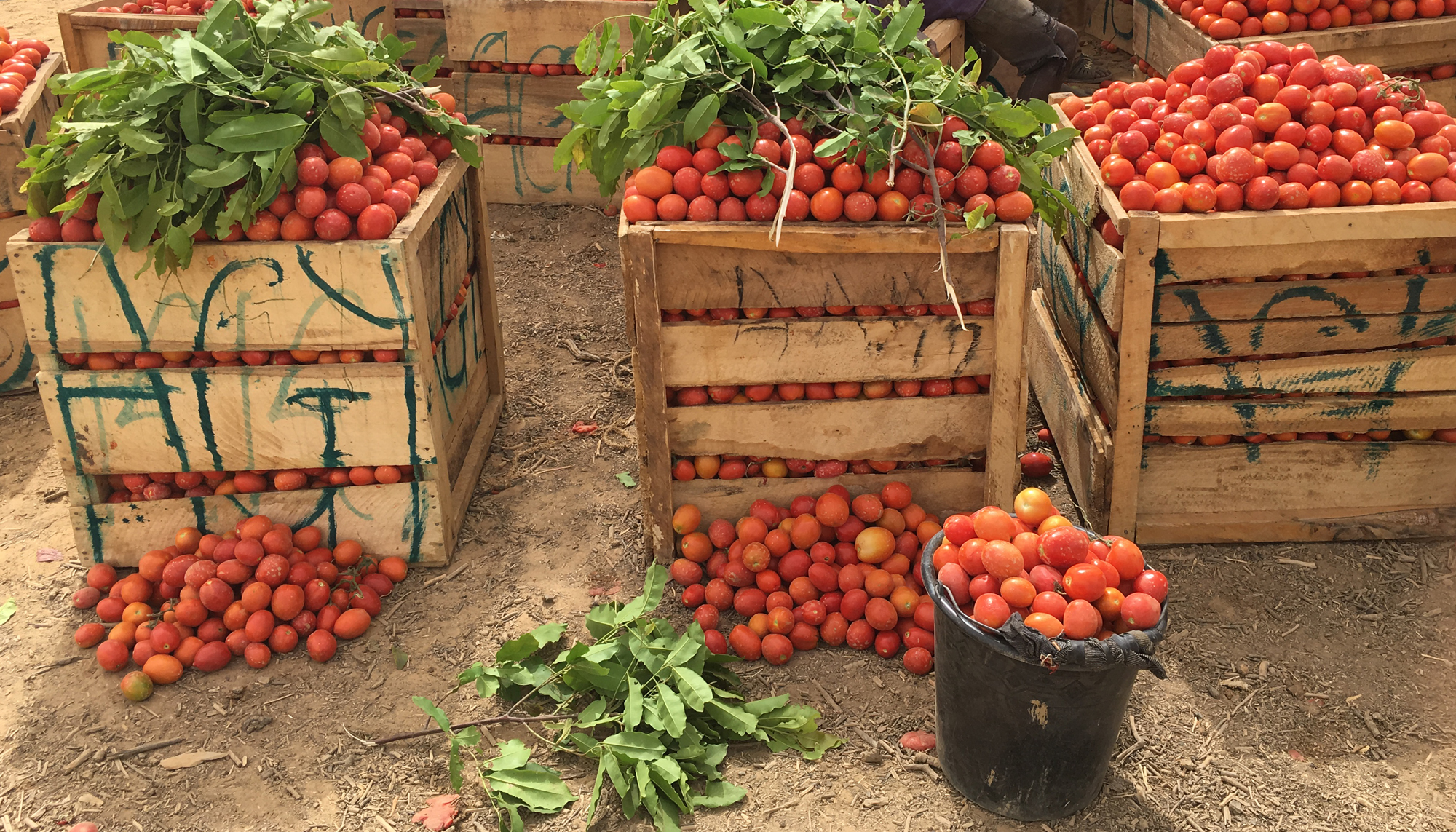 Large wooden crates piled high with tomatoes, with some leafy branches on top, next to a buck of tomatoes and more tomatoes on the ground