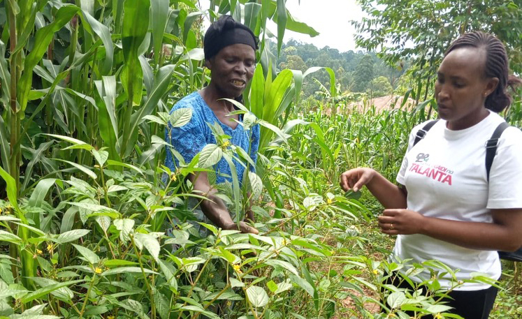 Woman small-scale producer with woman researcher in field of corn and other vegetable horticultural crops.