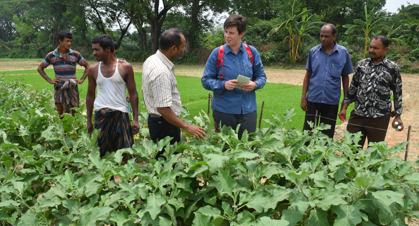 six people stand talking in a vegetable field