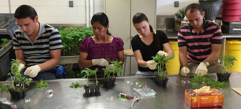 Four graduate students sit at a lab bench with gloves on, handling tomato plants