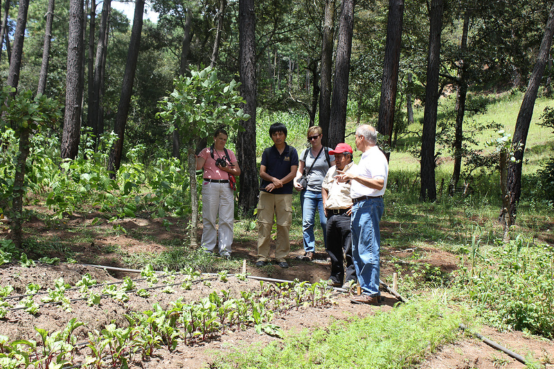 Group surveying a vegetable field