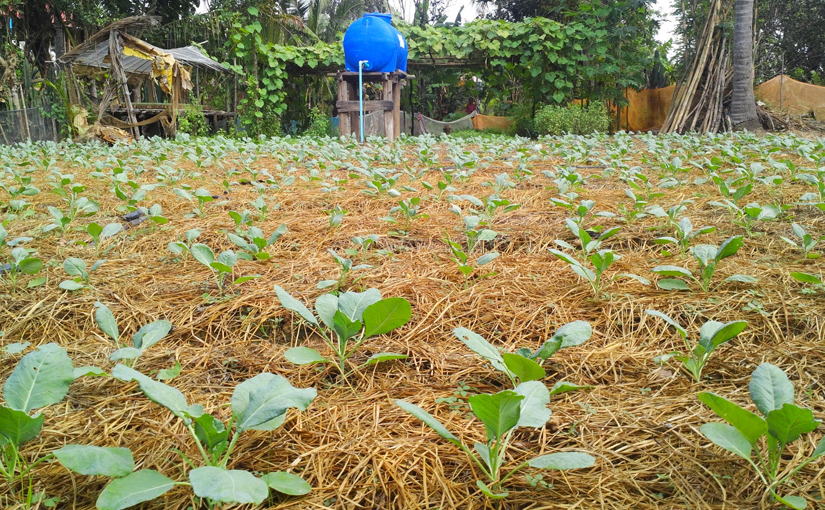 Leafy vegetables grow in a Cambodian field with conservation agriculture practices and drip irrigation beneath the mulch.