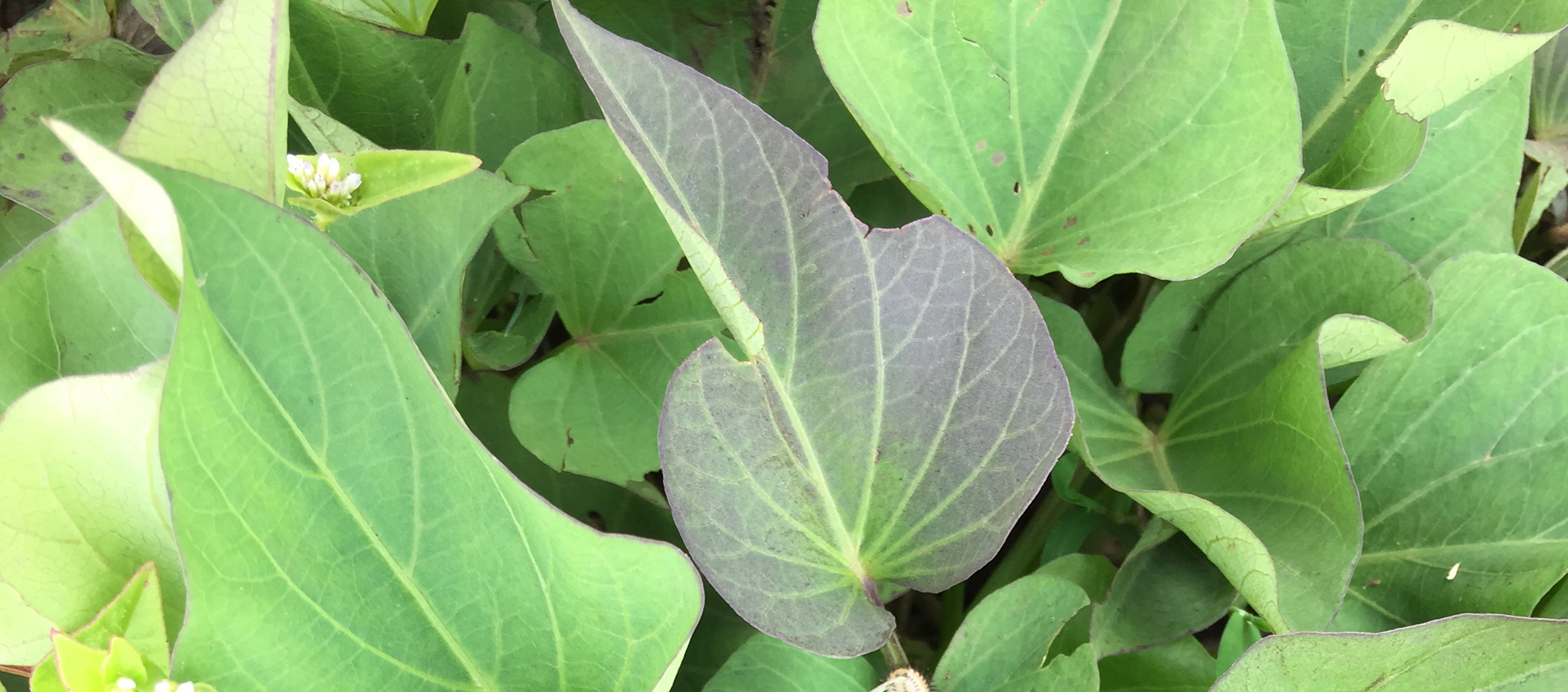 close up on young leaves of sweet potato plant
