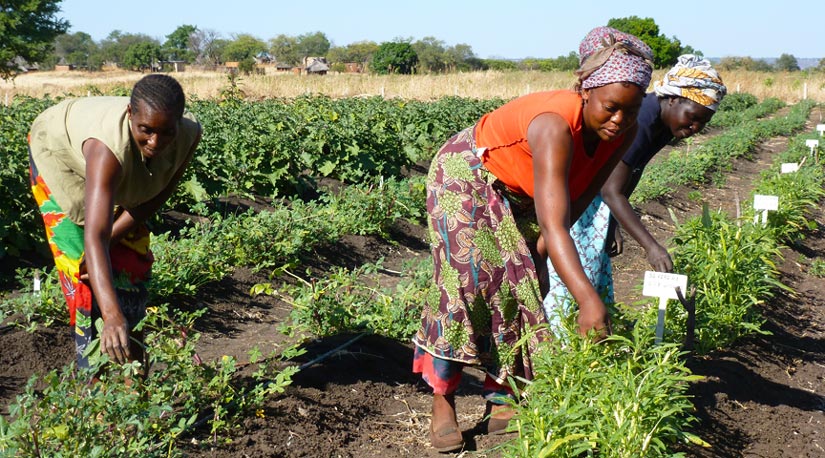 Women harvesting leafy vegetables in a farm field.