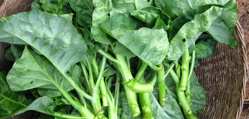 basket of leafy green vegetables