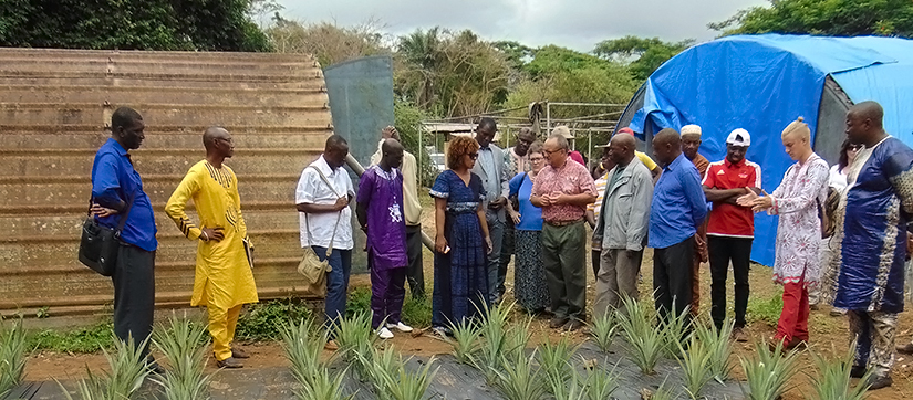 Group visits pineapple plot at demonstration center in Guinea