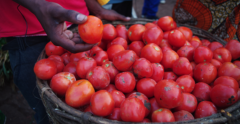 basket of tomatoes, with a hand holding one