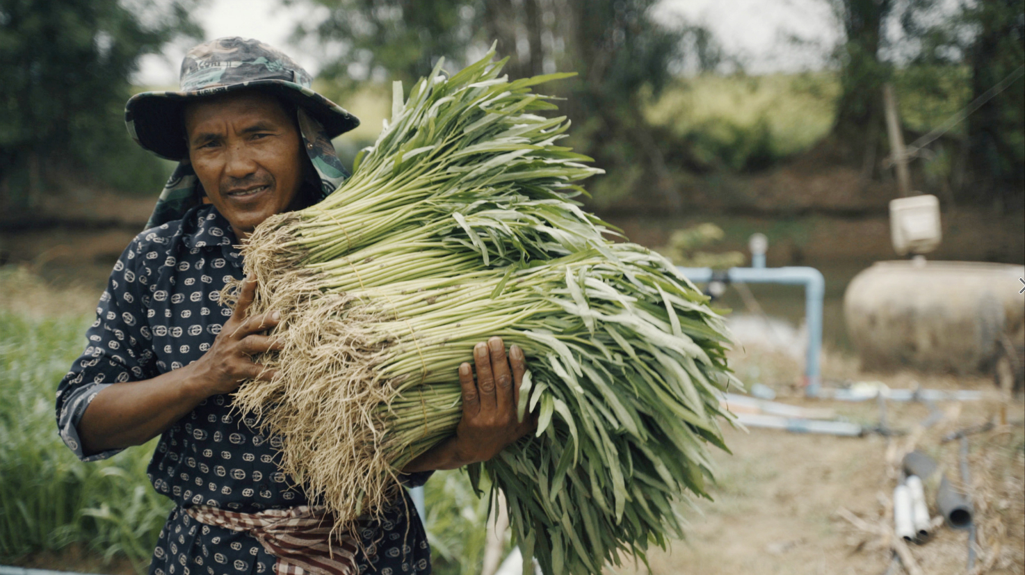 Farmer carrying bundles of freshly harvested vegetables from his field in Cambodia