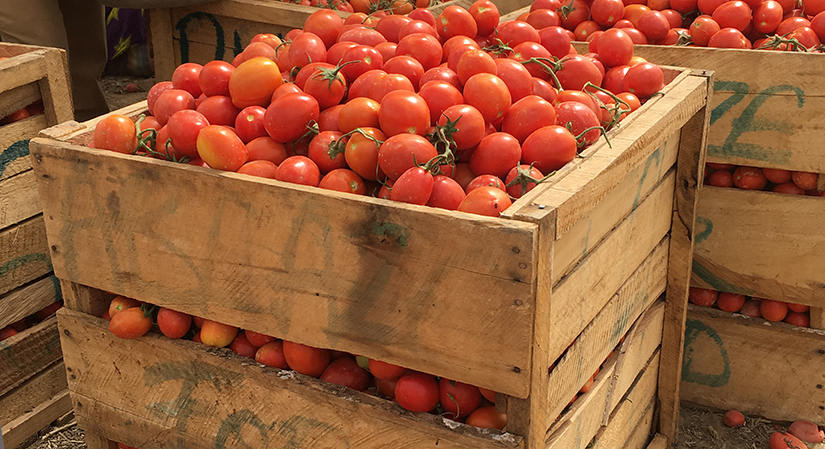 Wooden crates brimming with tomatoes