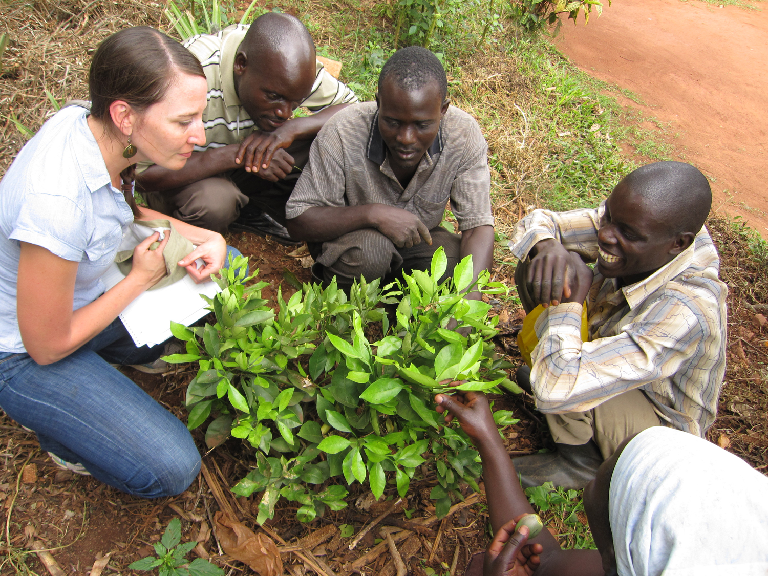 Student with notepad listens as Ugandans point out problems with a citrus tree.