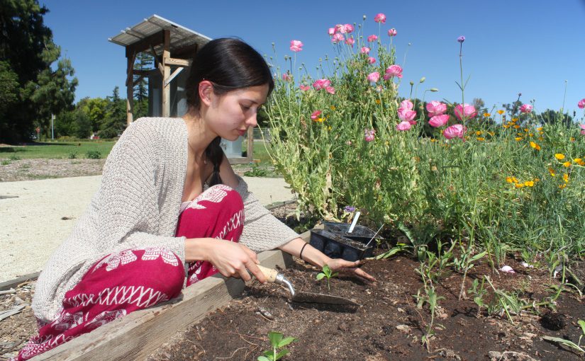 student planting at UC Davis demonstration center for Horticulture Innovation Lab