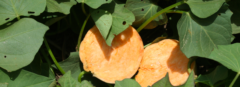 Orange-fleshed sweet potato on the vine