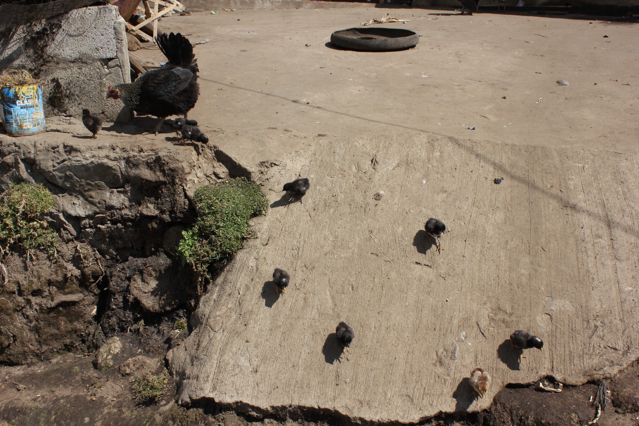 A rooster with baby chicks. The chicks are descending a rock,