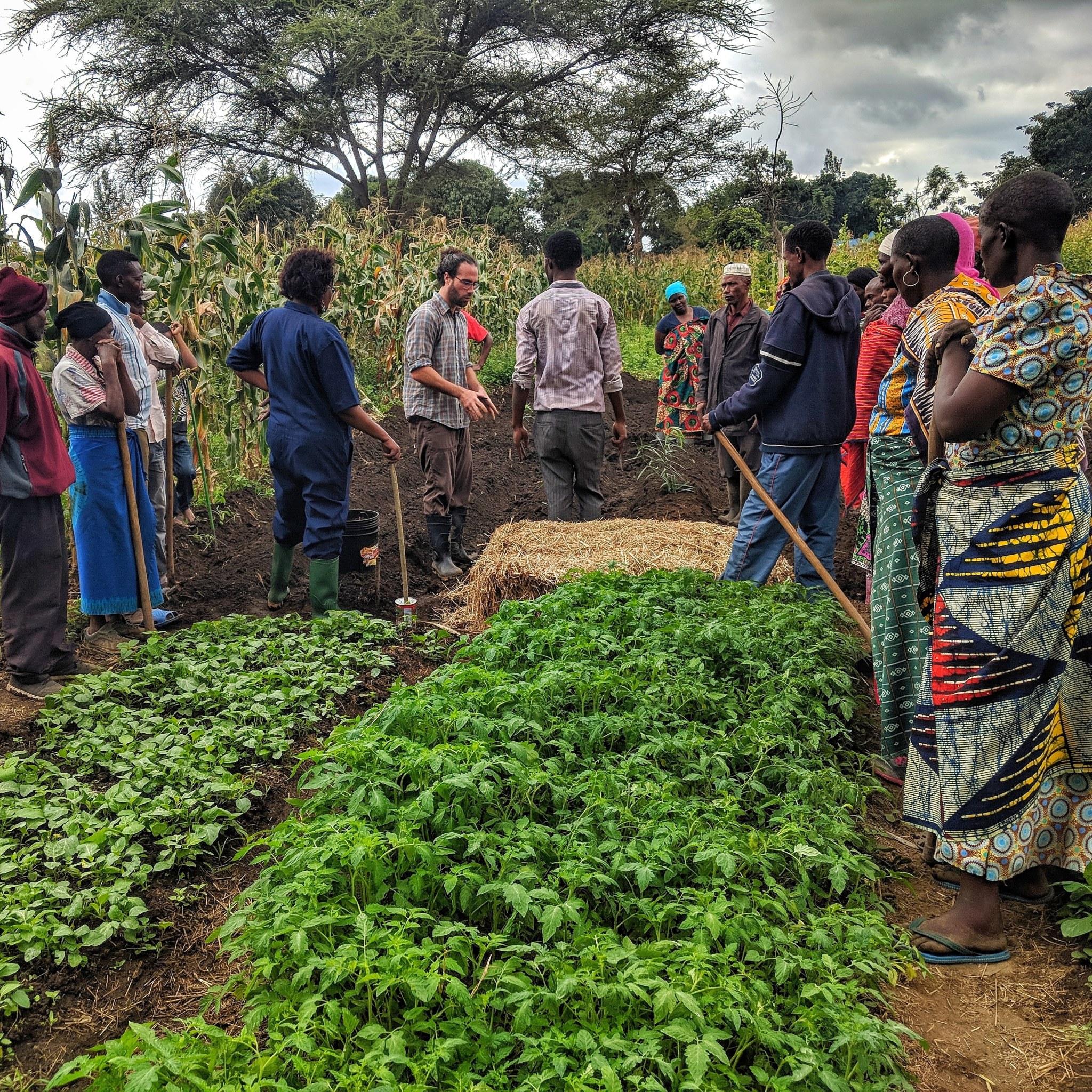 Ruseell Galanti demonstrates mulching practices to farmers in a demonstration field