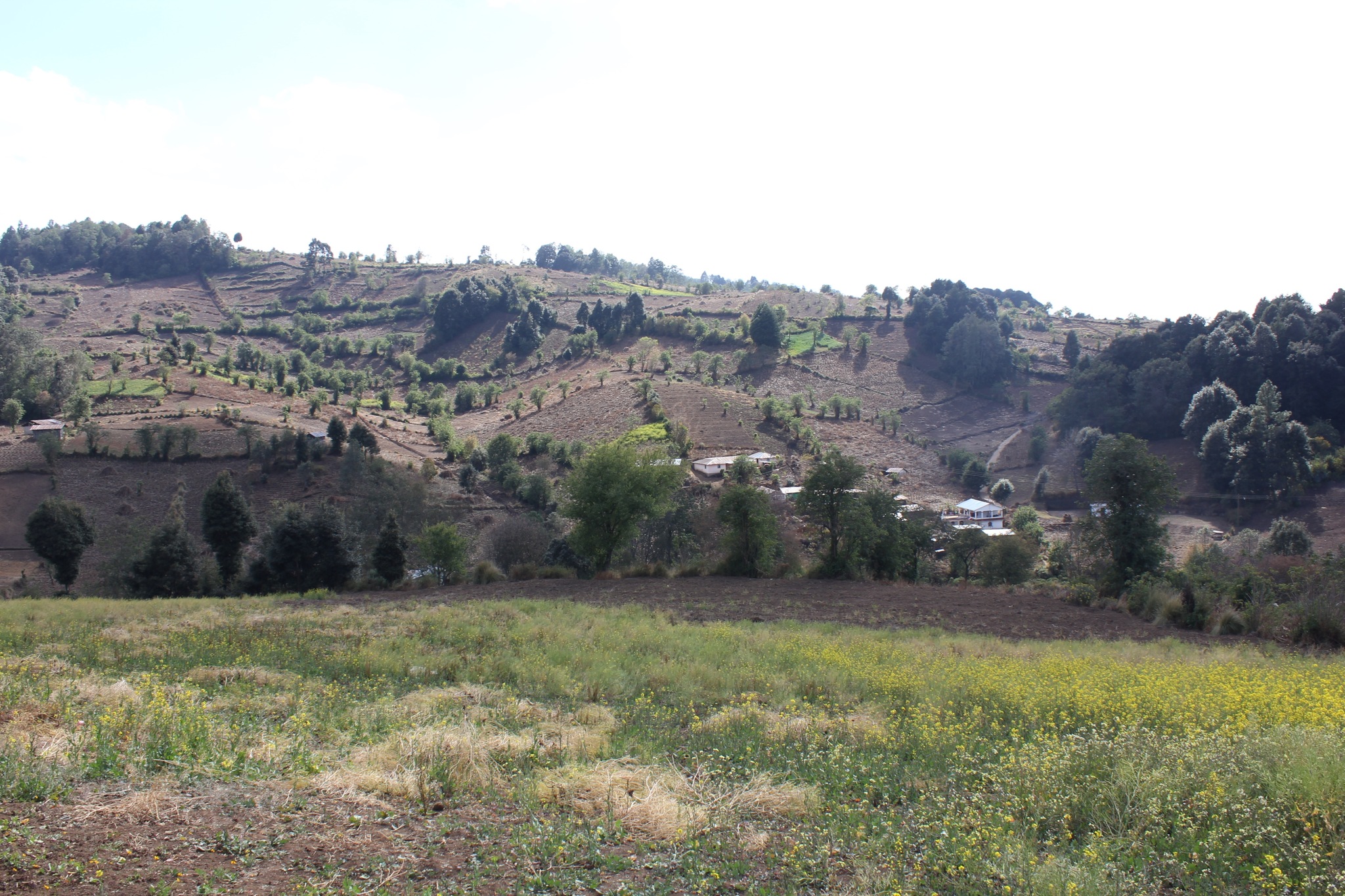 The emerald cliffs of the Western Highlands of Guatemela boast potato fields.