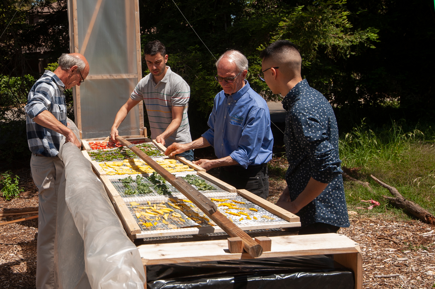 UC Davis researchers using the chimney solar dryer to dry fruits and vegetables