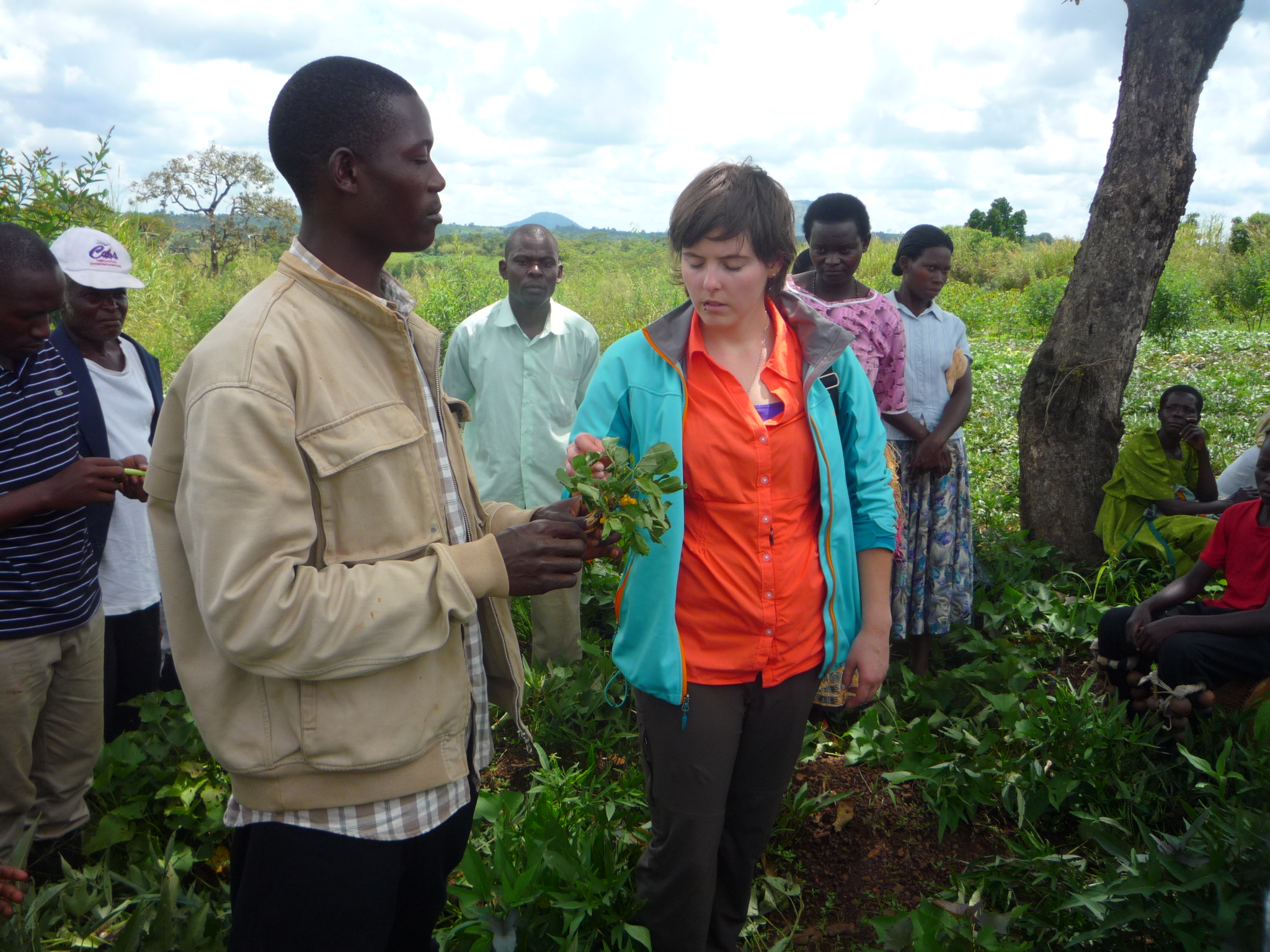 People stand in field, UC Davis student and Ugandan look at bean plant