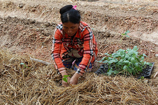 Farmer demonstrates planting in straw mulch