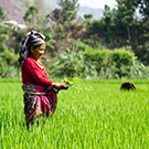 Rice farmer in field