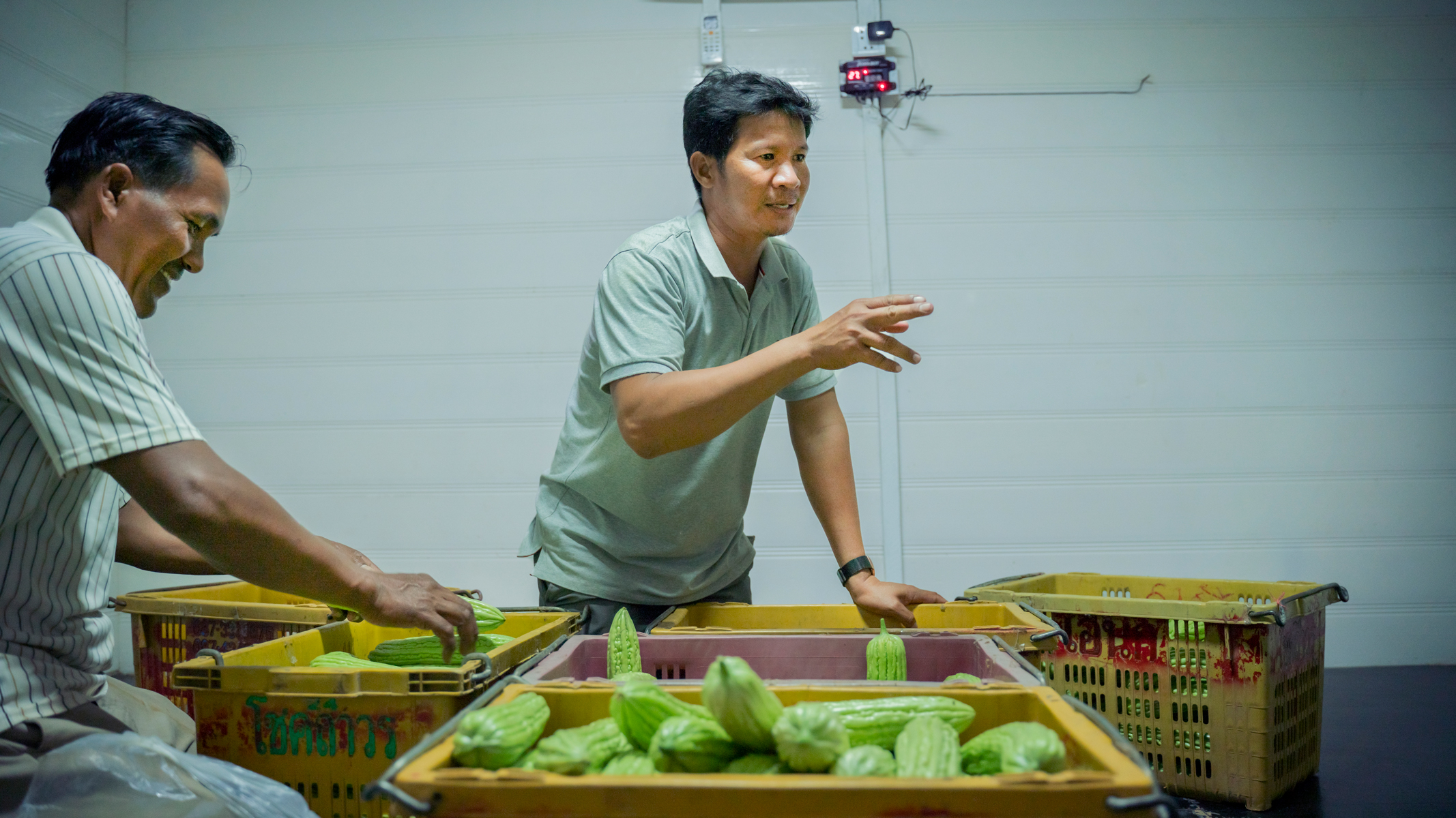 Farmers kneeling with crates of vegetables in cold room with air conditioner and coolbot visible