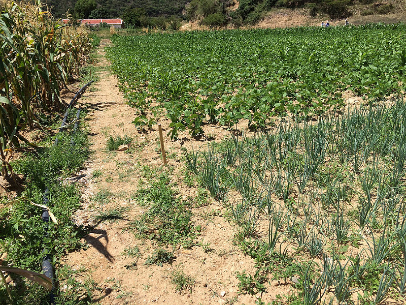 Drip irrigation line runs along a field of potatoes next to field of onions, growing well