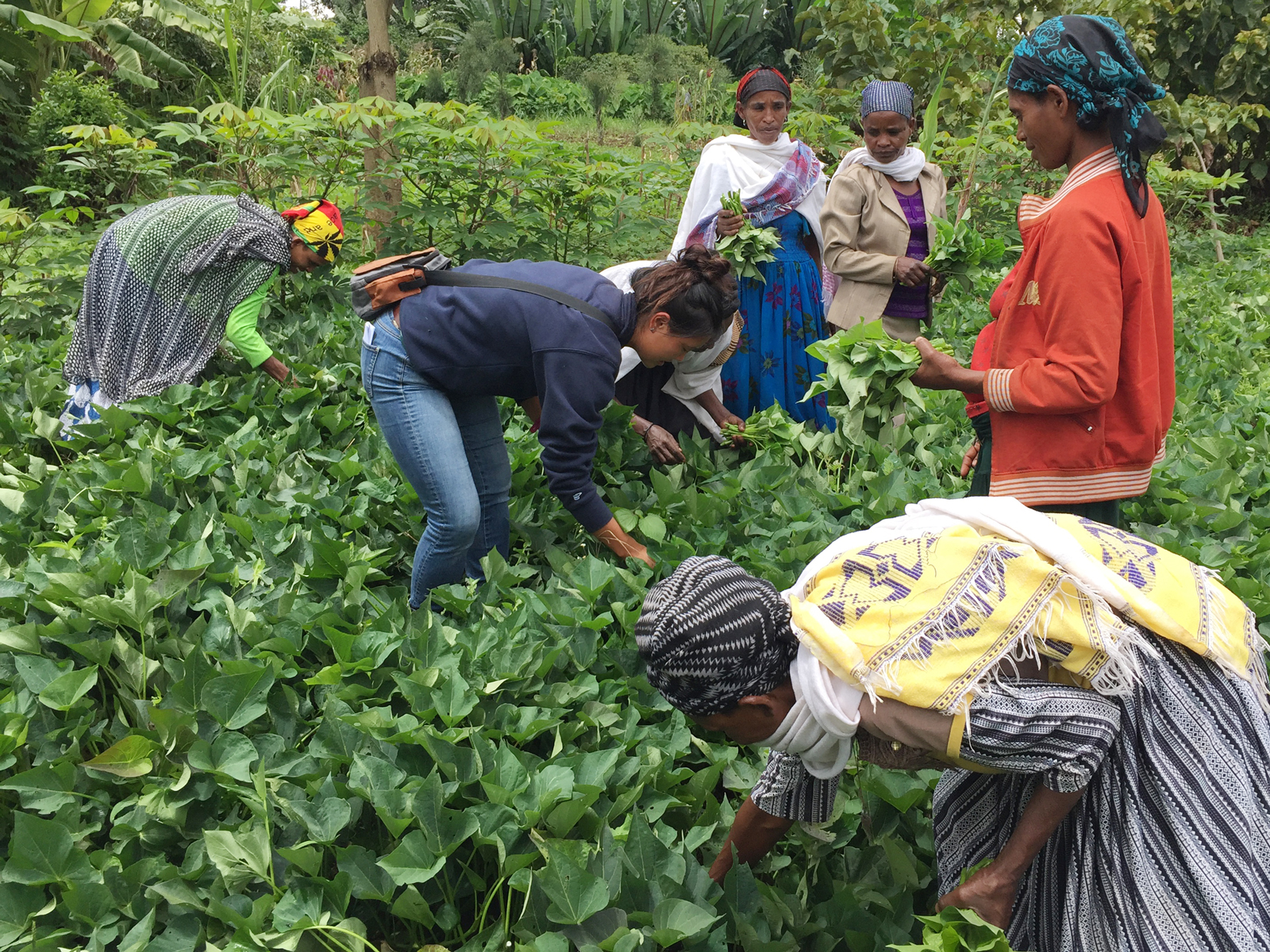 Lauren Howe and women farmers harvest sweet potato leaves by hand in Ethiopia field
