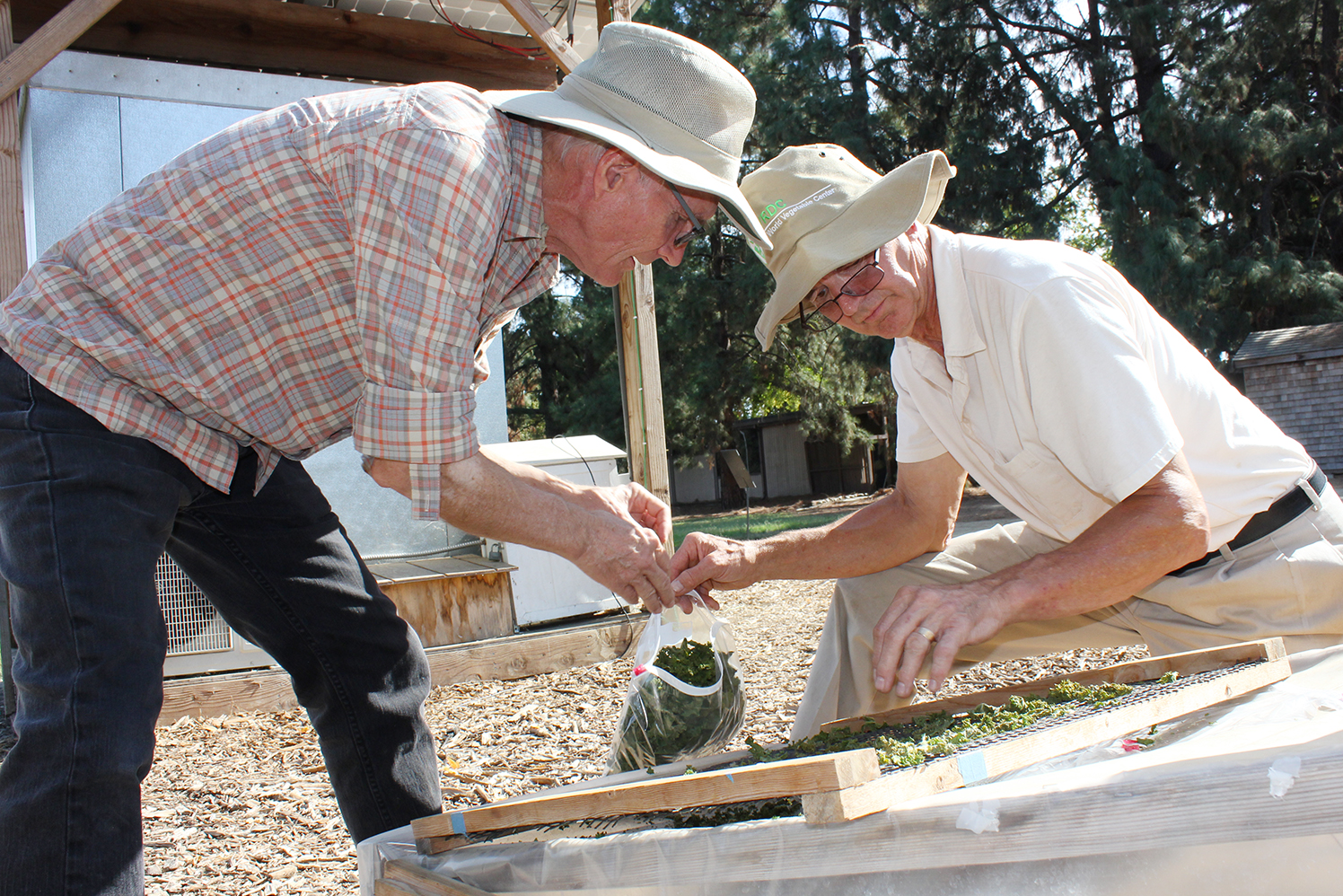 two scientists kneeling beside a solar dryer at UC Davis, bagging up dried kale