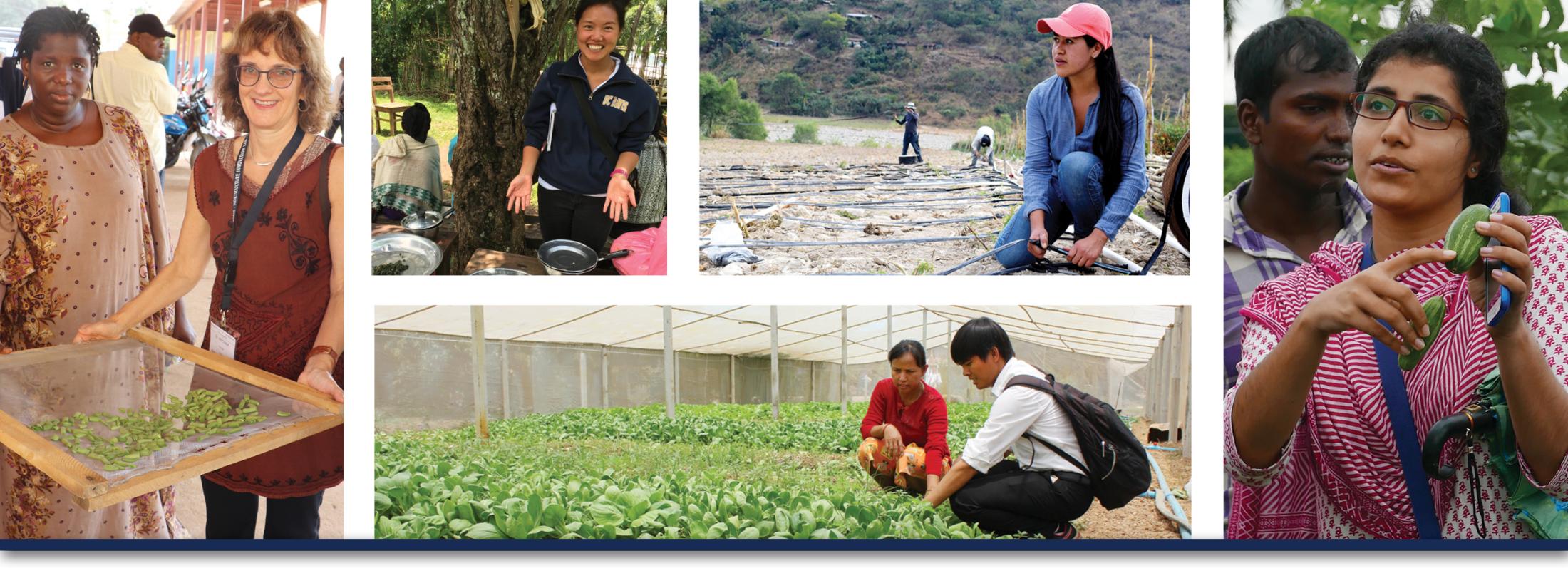 Horticulture Innovation Lab collage showing scientists, students, and farmers working with fruits and vegetables