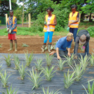 young people in Guinea working together to plant a pineapple demonstration field