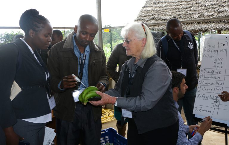 group checks thermometer in unripe bananas