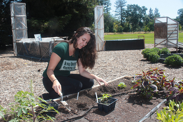 Undergraduate UC Davis student planting seedlings in garden bed with solar dryer chimneys in background IMG_4054