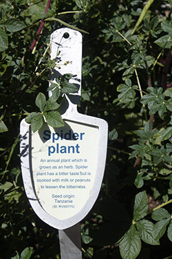 spider plant garden sign surrounded by leaf clusters