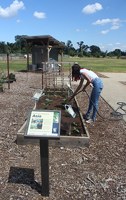 Asia garden sign in front of woman watering seedlings