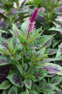 Lagos spinach amaranth 