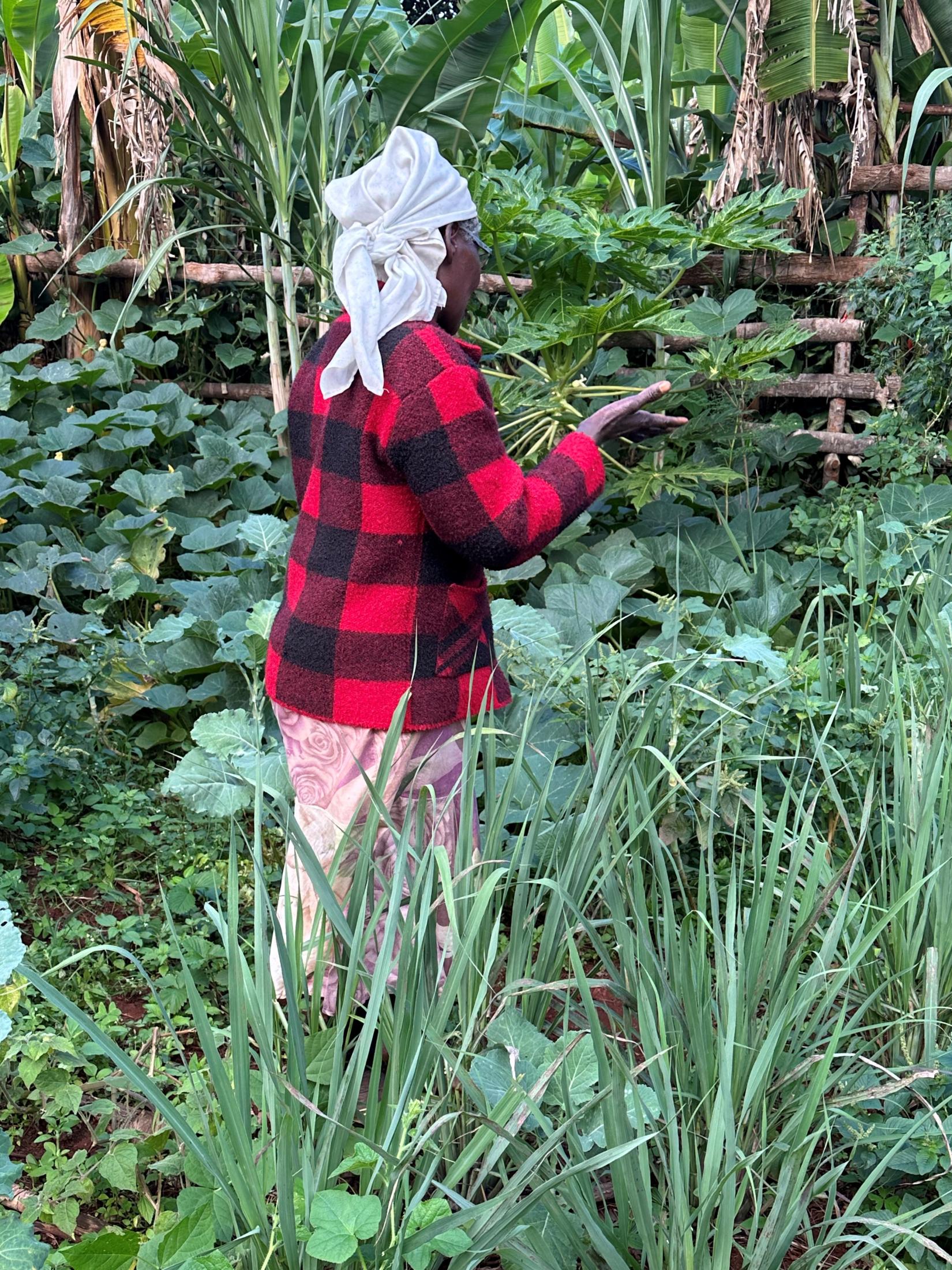 farmer harvesting vegetables