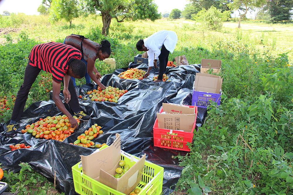 producers packing produce into crates