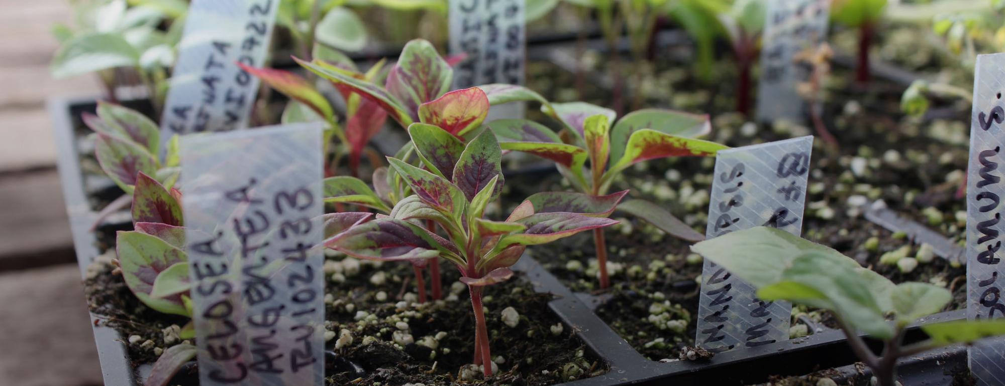 Manual Lab Hortikultura