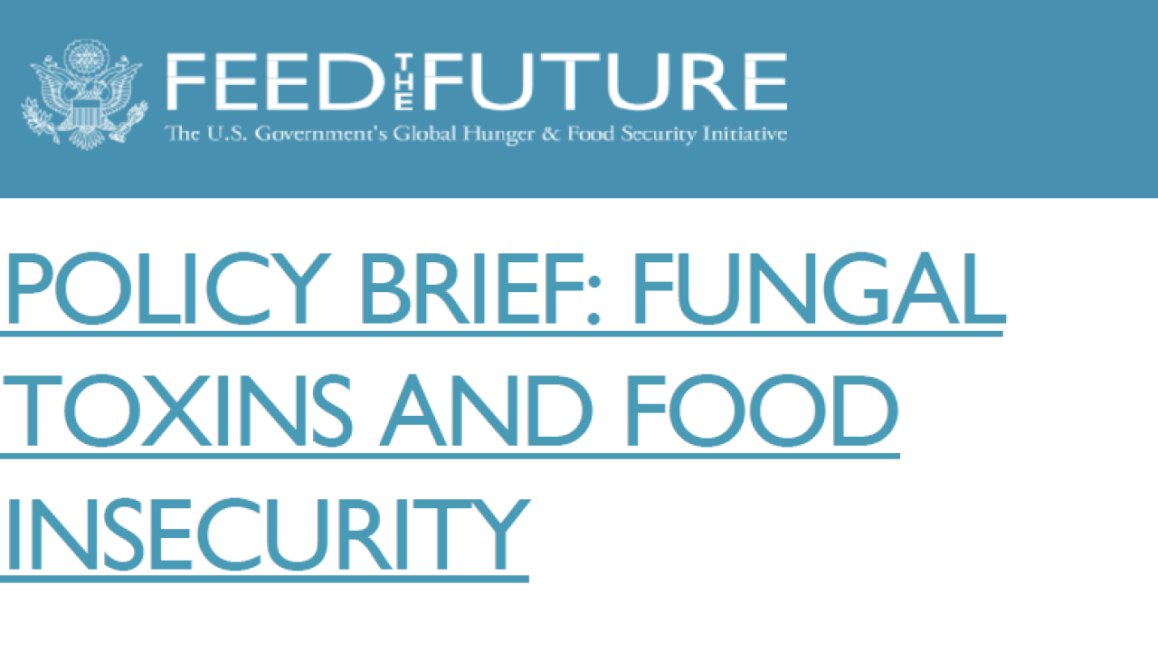 Policy Brief: Fungal Toxins and Food Insecurity