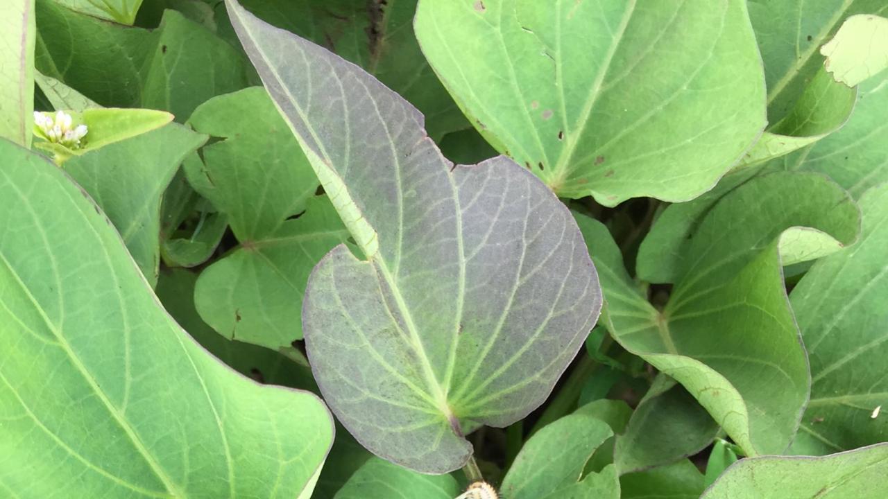 How To Cook Sweet Potato Leaves With Thanks From Ethiopia Feed The Future Innovation Lab For Horticulture How To Cook Sweet Potato Leaves With Thanks From Ethiopia Feed The Future Innovation Lab For Horticulture