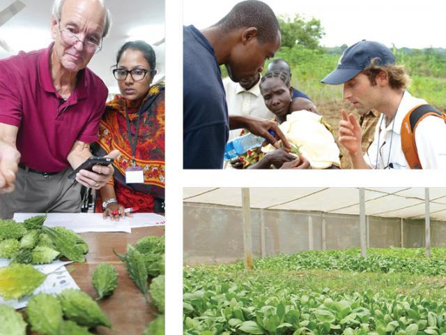 Brochure collage - scientists examine vegetables in Asia, Africa and Latin America