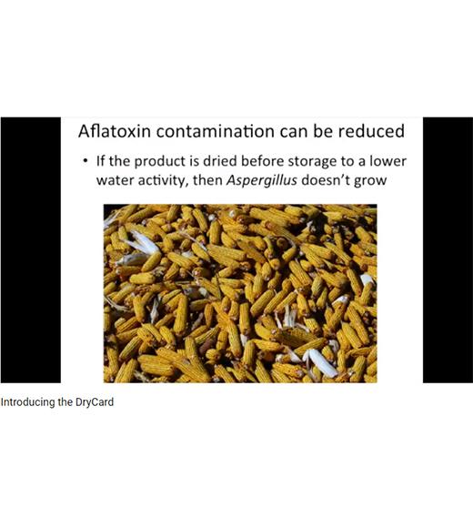Aflatoxin contamination can be reduced - image of dried corn in storage - from DryCard video