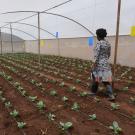 Woman walking through net house amid neat rows of vegetable plants.